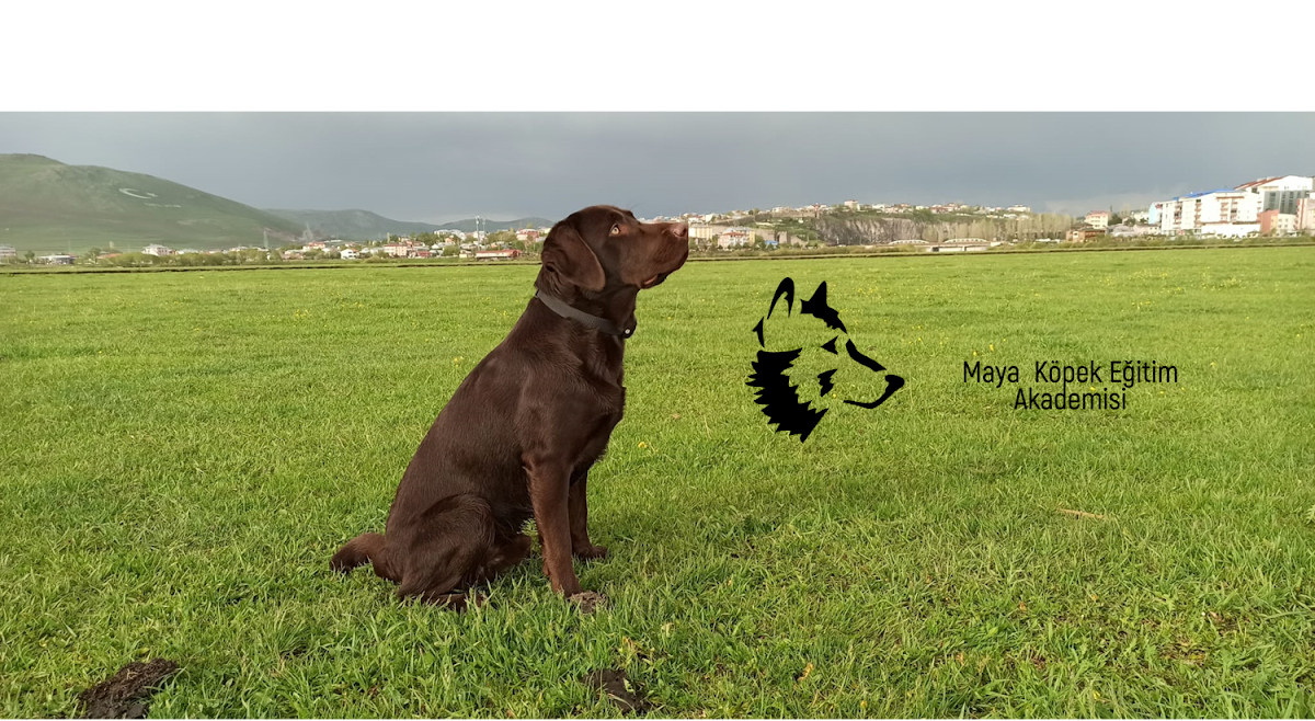 Maya Köpek Eğitim Akademisi