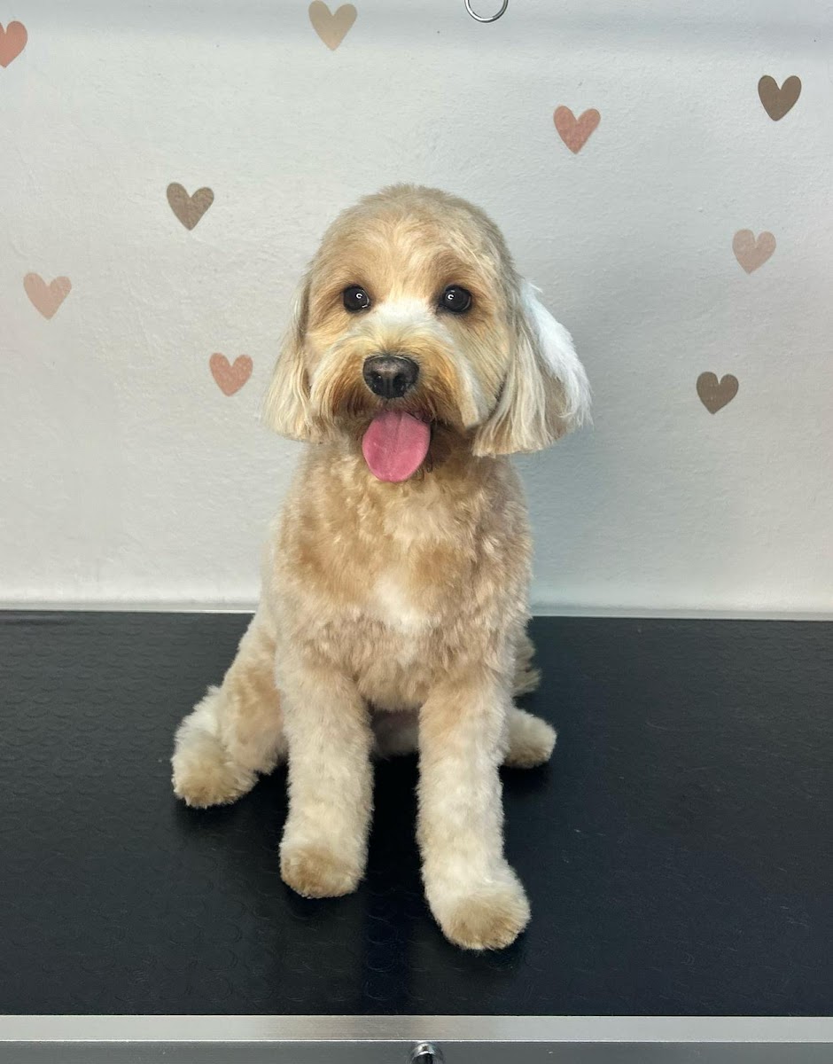 MochyCo Pet Kuaför & Store