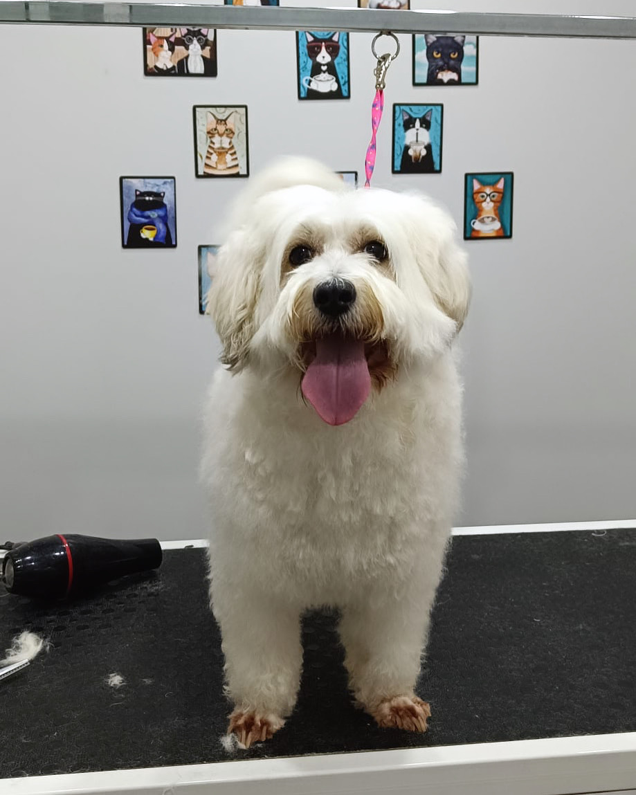 Amazon Veteriner Kliniği & Pet Kuaför İzmit