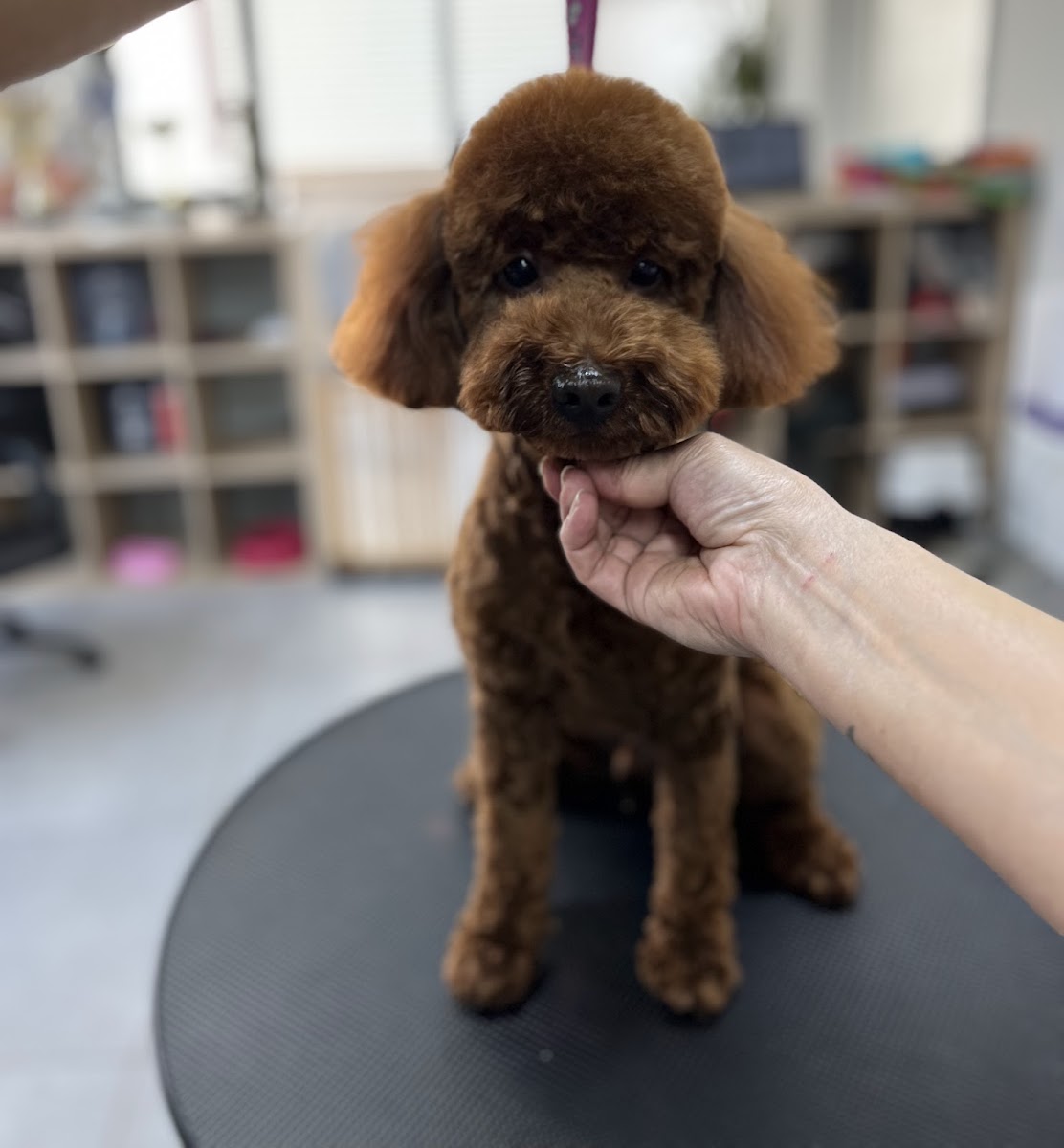 Kültür Kepez Pet Kuaför Salonu