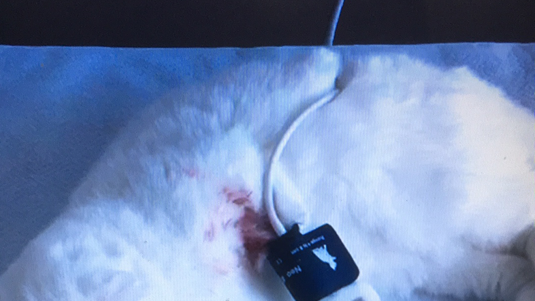 Kars Veteriner Polikliniği