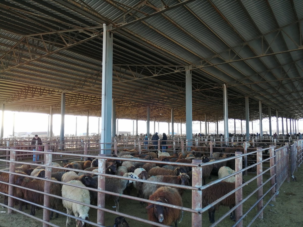 Iğdır Canlı Hayvan Pazarı