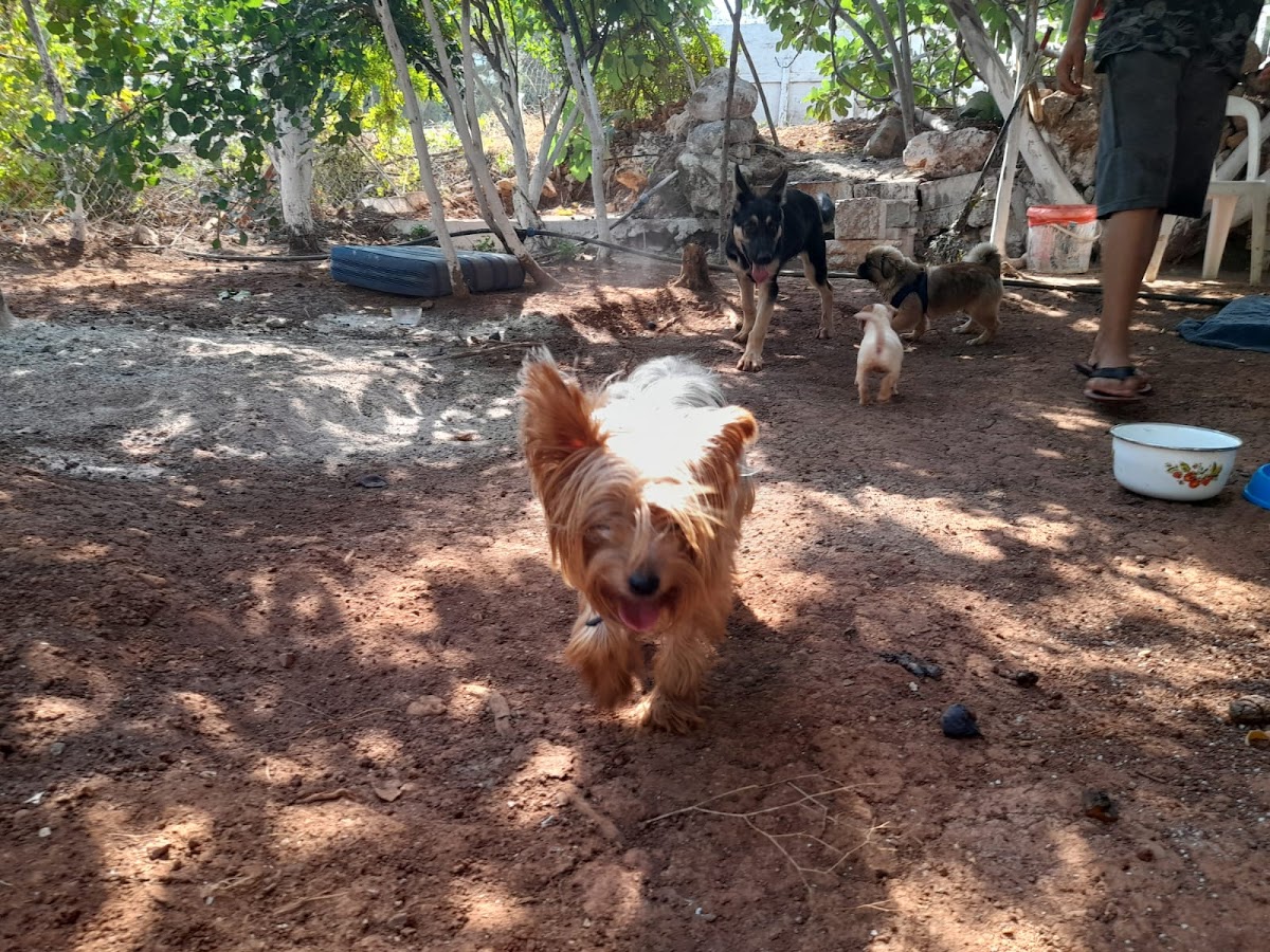 KURT PET OTEL TRABZON