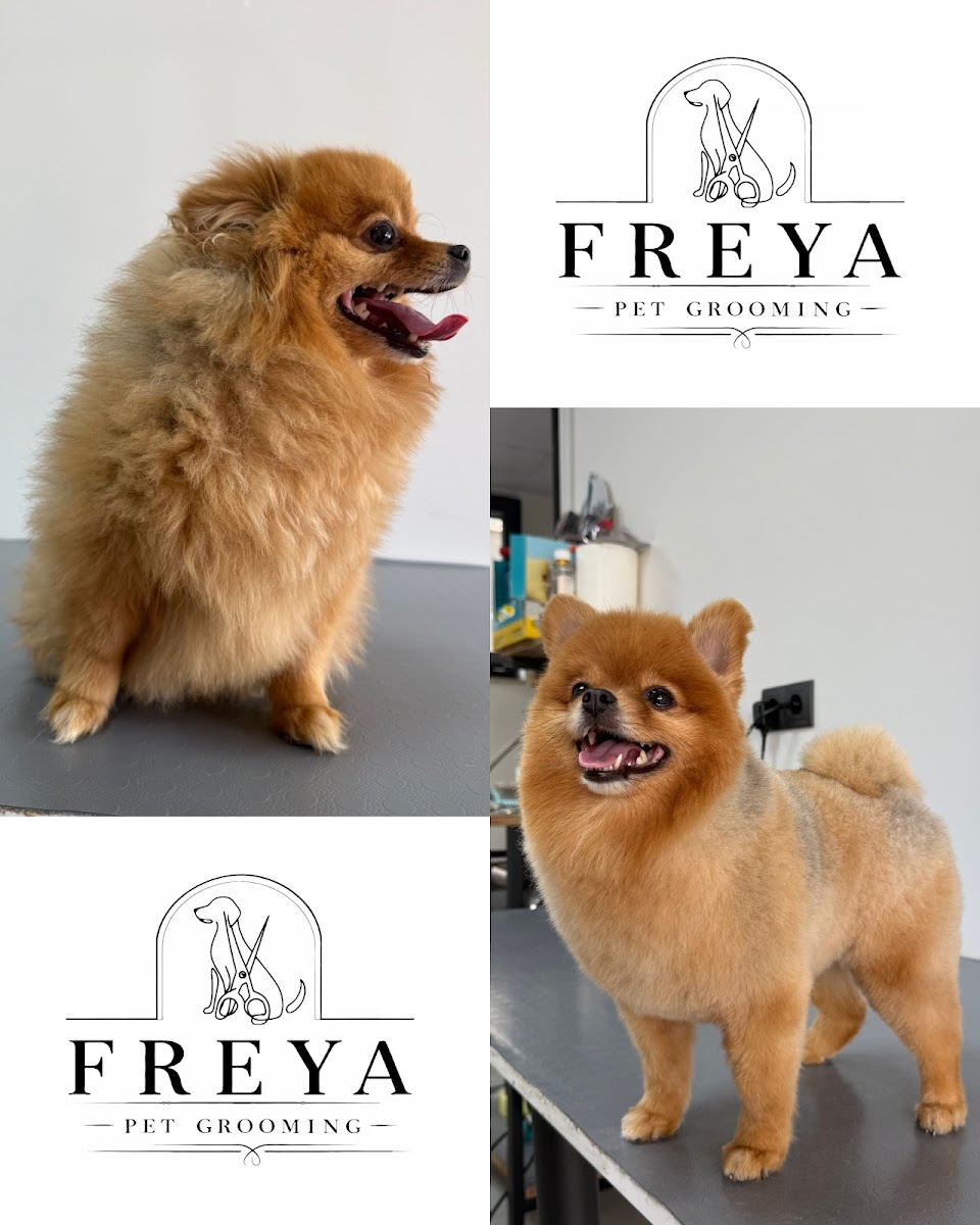Freya Pet Grooming