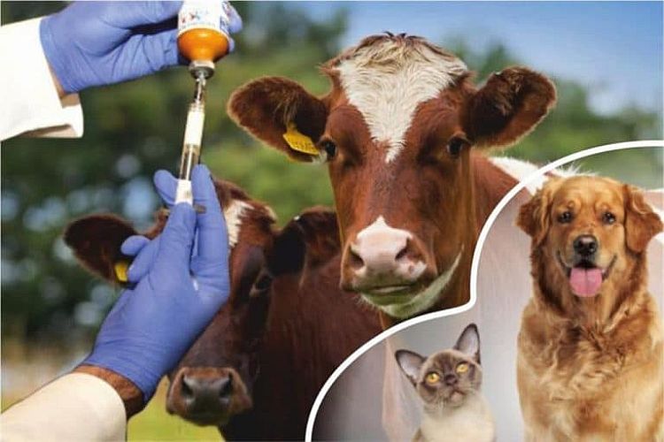 Nebioğlu veterinerlik