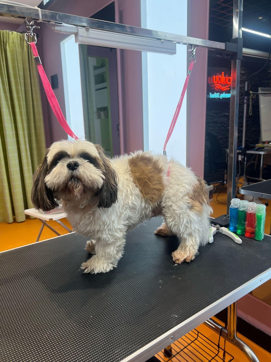 CHEF GROOMER PET KUAFÖRÜ