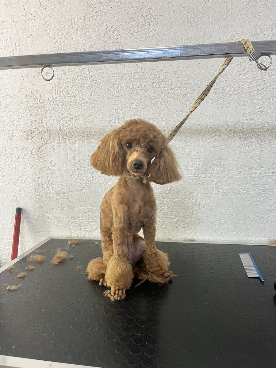 Marla petshop & pet kuaför