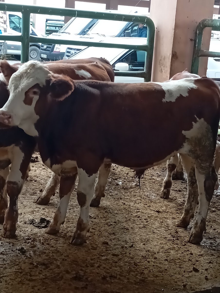 Muş Belediyesi Hayvan Pazarı