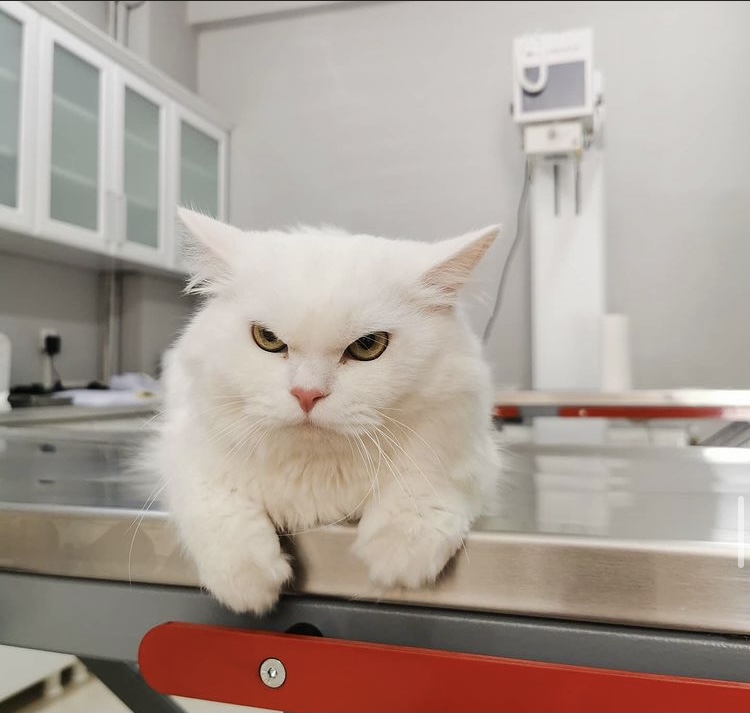 PATİPATY PET VETERİNER KLİNİĞİ