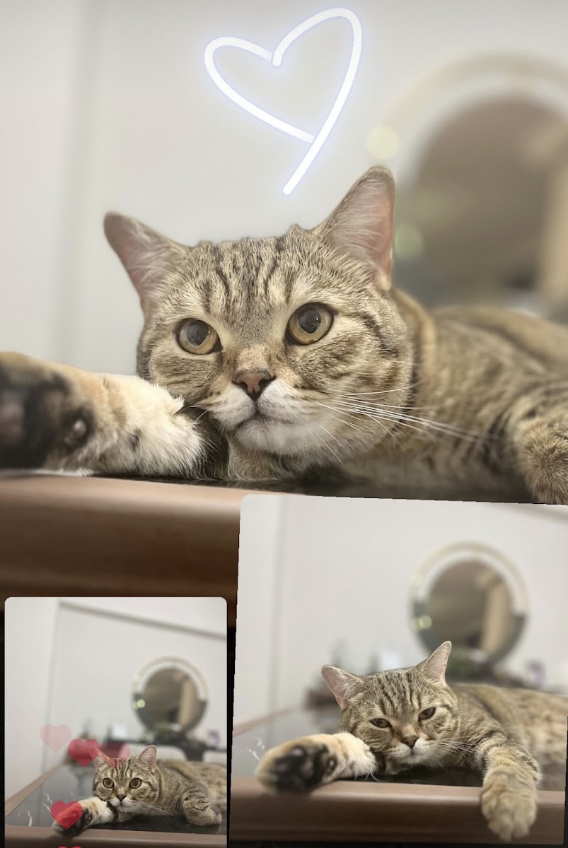 Islakburun Veteriner Kliniği