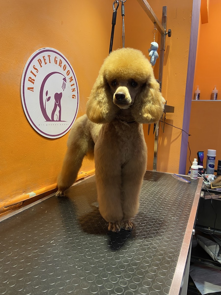 ARİS PETSHOP & PET KUAFÖR
