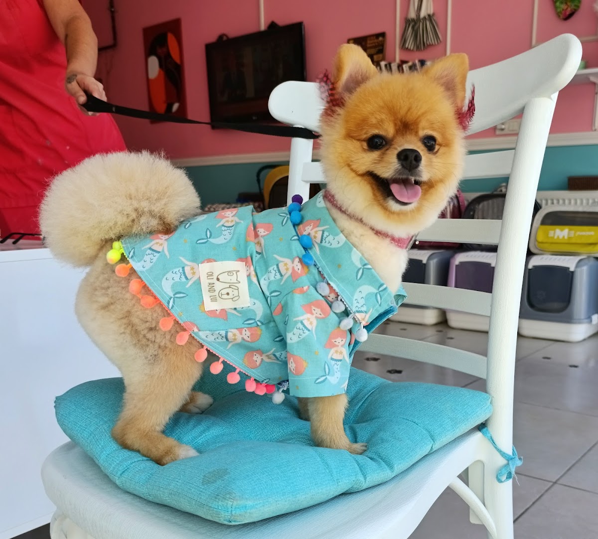 Lüleburgaz Pati Pet Kuaförü Spa Butik Petshop Club