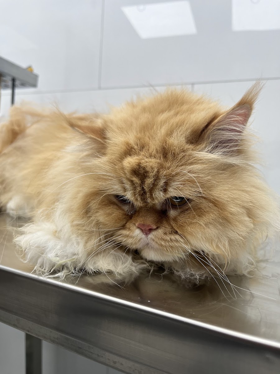 PATİ DÜNYASI & PET KUAFÖR