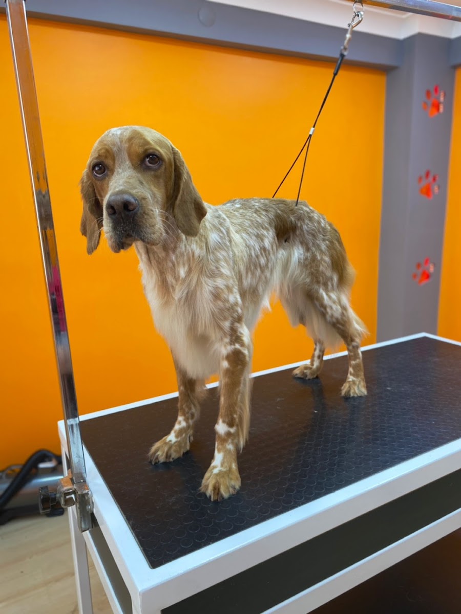 Happy Pet Kuaför & Shop