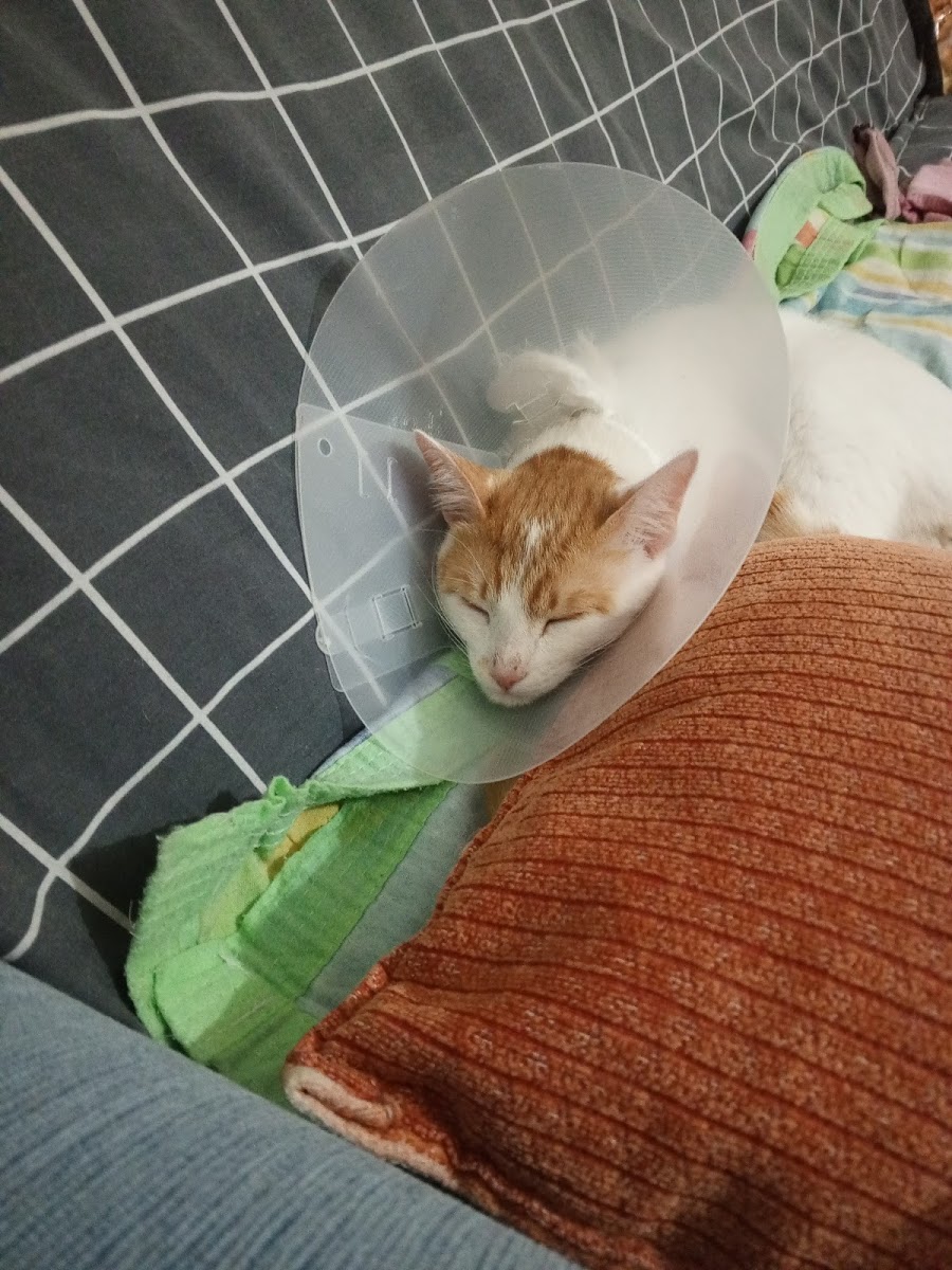 KARS, UĞUR PET VETERİNER KLİNİĞİ