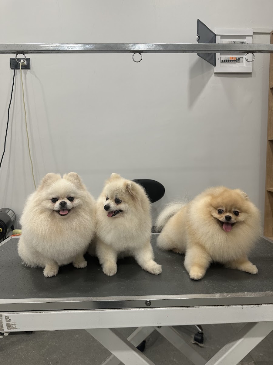 Groomy Pet Salon & Store