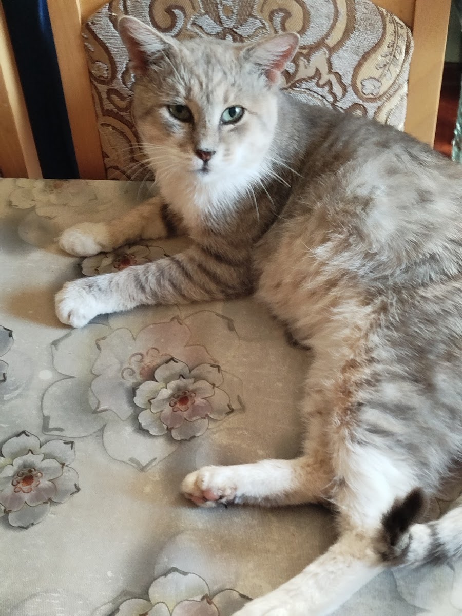 Akdeniz Hayvan Hastanesi