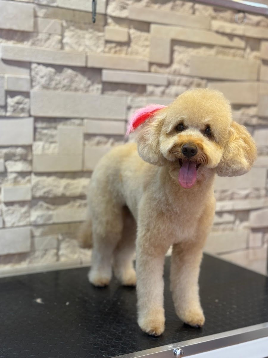 Bornova Pet Grooming Çağlar Aydın