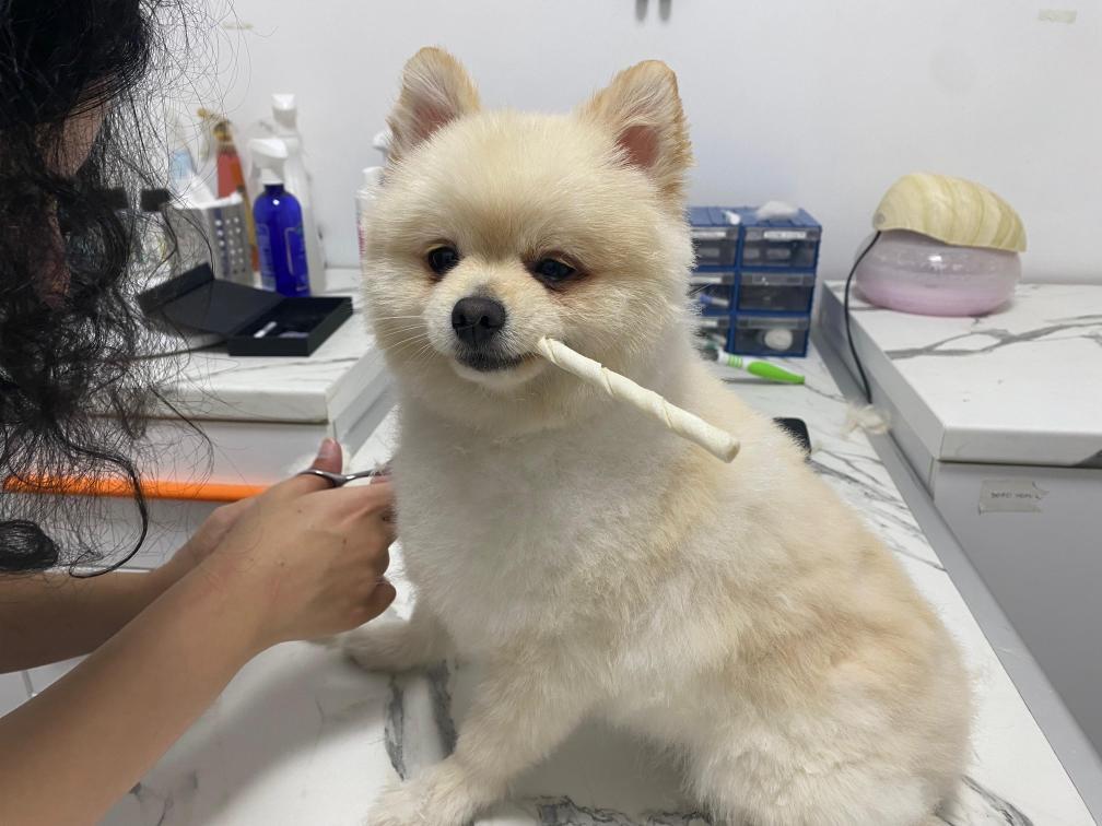 Emirhan pet kuaförü