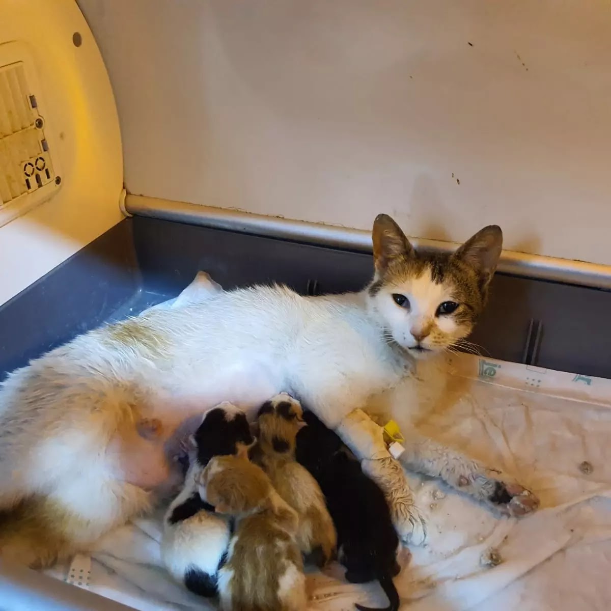 KARACA VETERİNER KLİNİĞİ