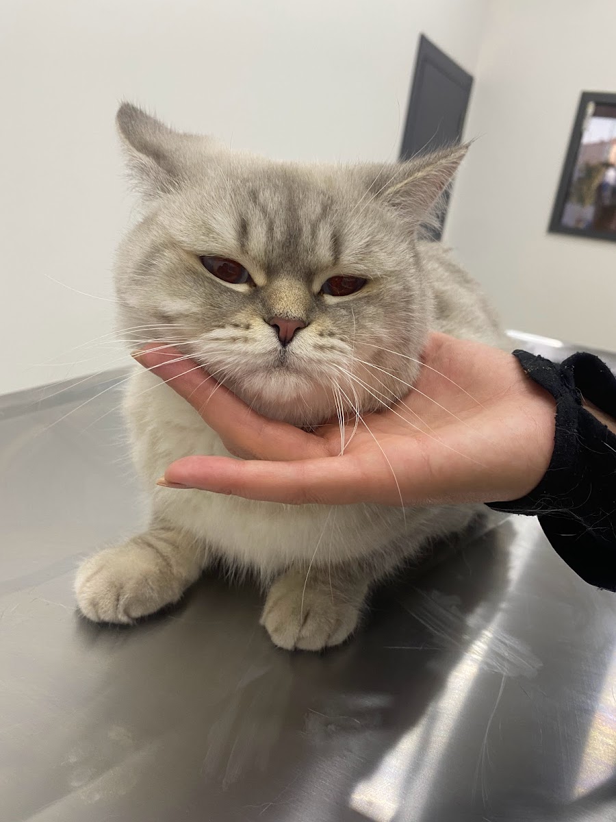 Kübra Yıldırım Veteriner Kliniği