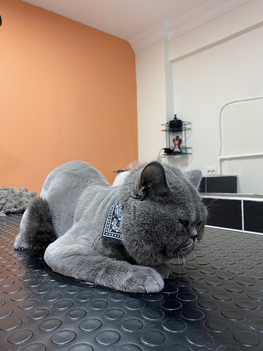 MIHAV Pet Otel & Kuaför