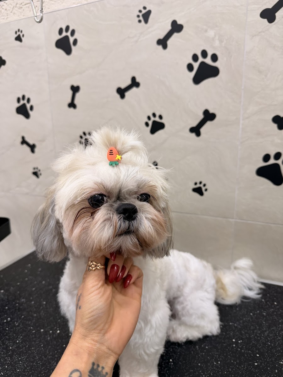 Liya Pet kuaför & Pet Butik