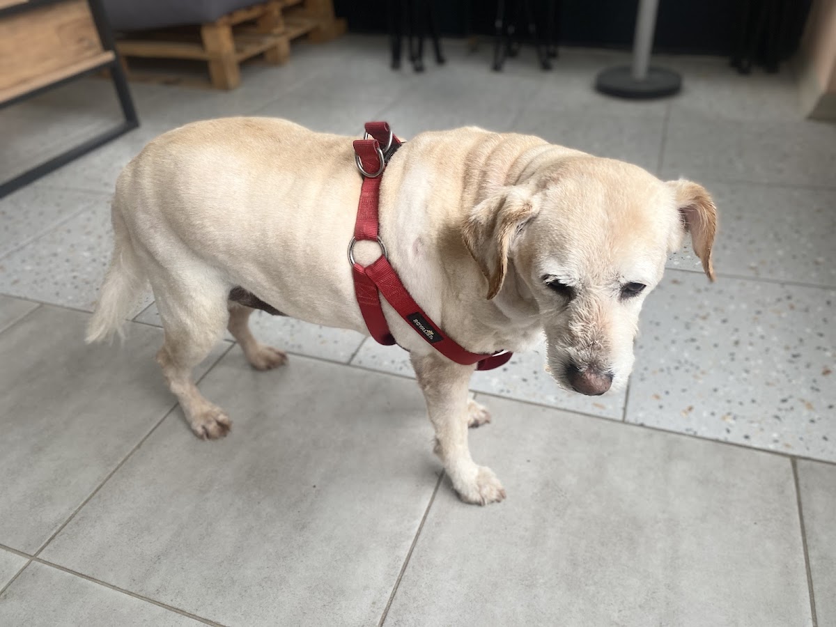 Kupi pet kuaför & pet cafe