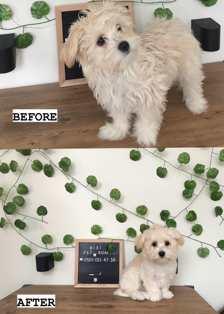 BİXİ Pet Kuaför ve Pet Market