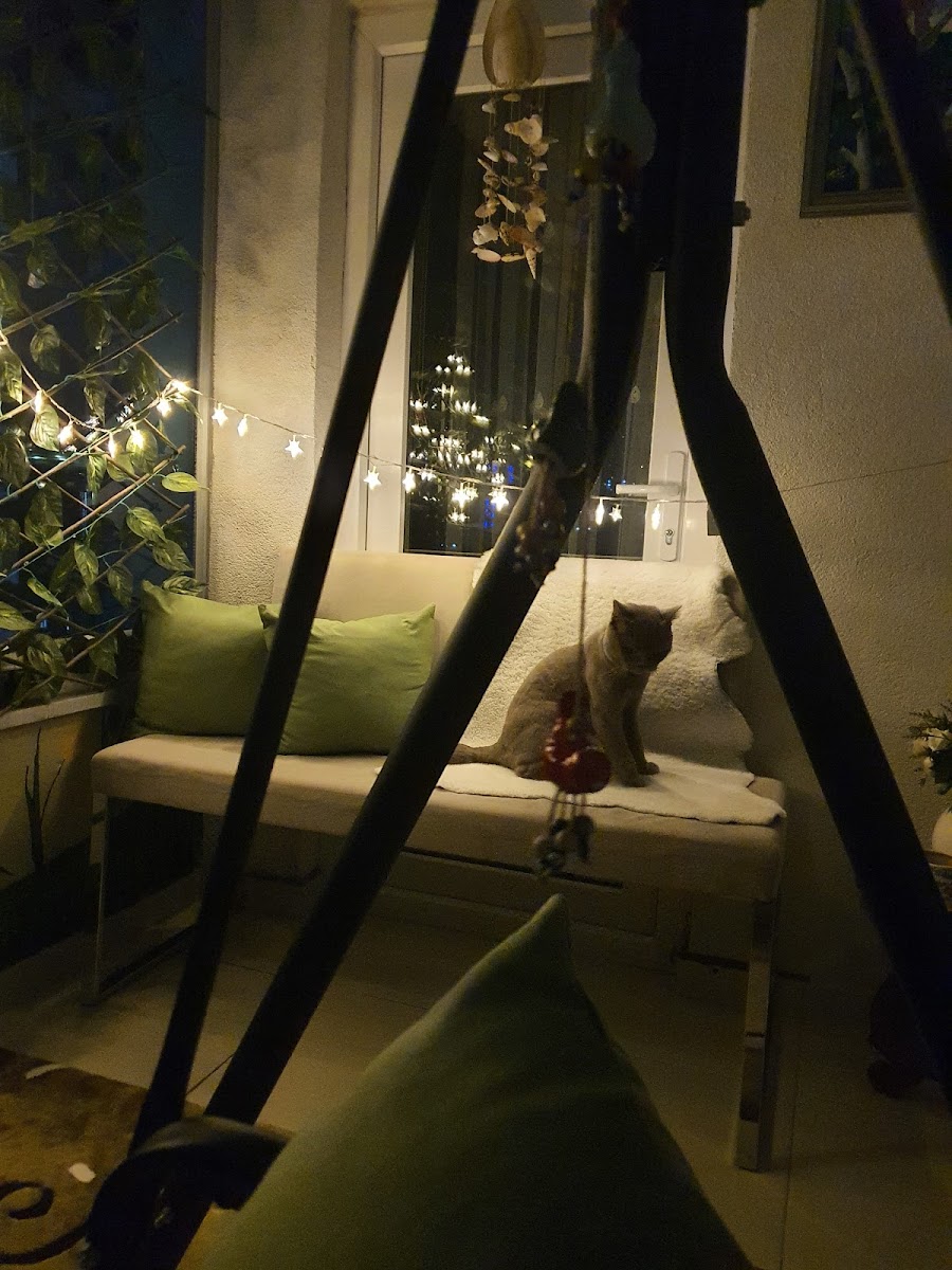 Akademi Veteriner Kliniḡi