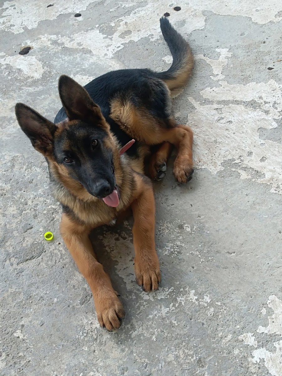 Antakya K9 Köpek Eğitim Okulu ve Köpek Oteli