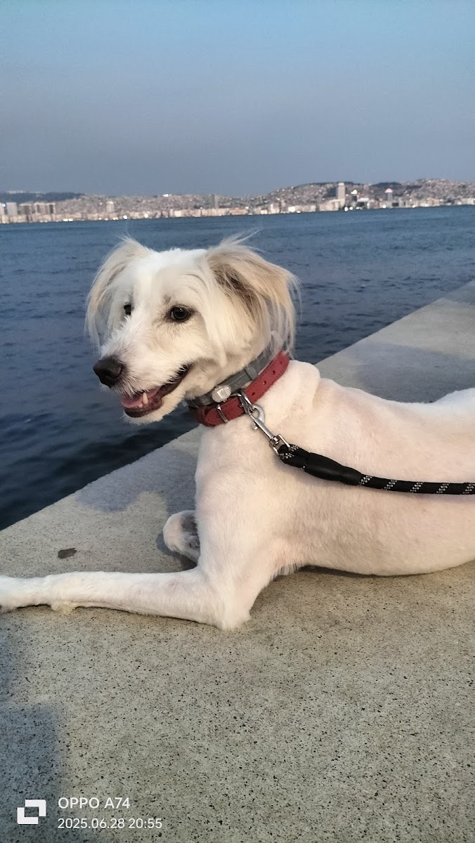 D&C Pet Kuaför & Pet Pansiyon (Karşıyaka)