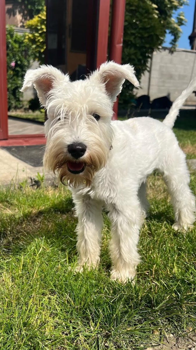 Denizli Köpek Oteli