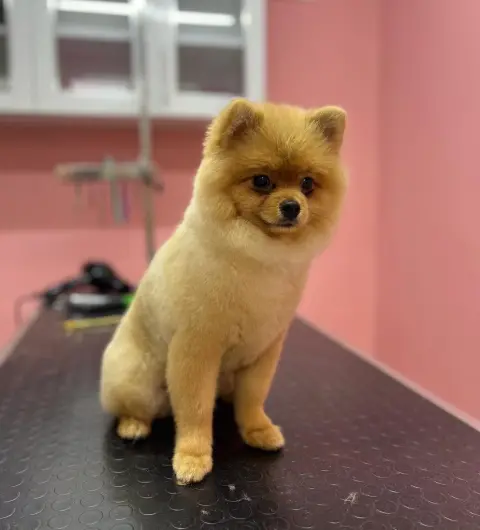 AFRO.PET.KUAFOR fotoğraf 2