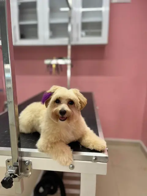 AFRO.PET.KUAFOR fotoğraf 4