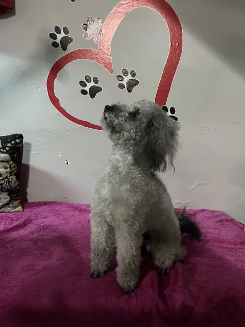 Cool Paws Pet Shop & Pet Kuaför Sevgi Ekinci Tuğrul fotoğraf 4
