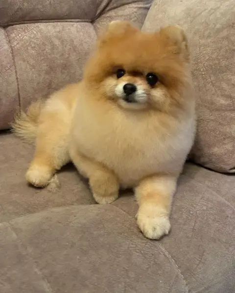 Ankara Pet Kuaför fotoğraf 2