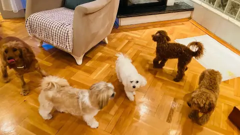 Ankara Pet Kuaför fotoğraf 3