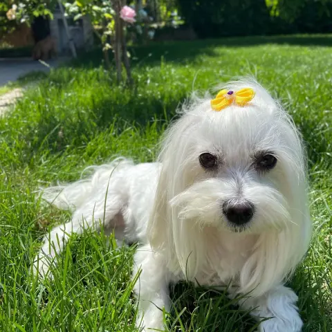 Ankara Pet Kuaför fotoğraf 5