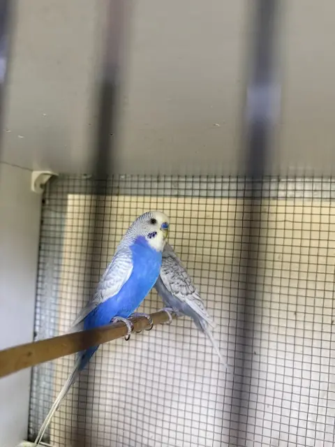 Ceren Petshop&KUAFÖR fotoğraf 2