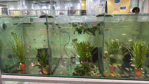 Ceren Petshop&KUAFÖR fotoğraf 3