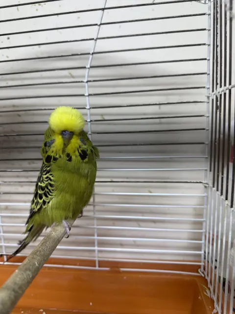 Ceren Petshop&KUAFÖR fotoğraf 5