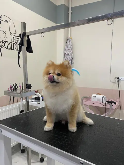ŞIK PATİ KUAFÖRÜ VE PETSHOP fotoğraf 2