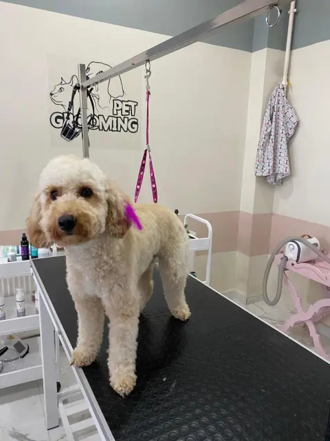 ŞIK PATİ KUAFÖRÜ VE PETSHOP fotoğraf 3