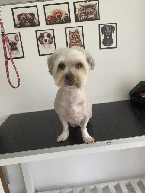 ŞIK PATİ KUAFÖRÜ VE PETSHOP fotoğraf 5