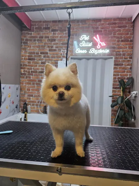 Özel Pendik pet kuaför fotoğraf 3