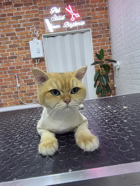 Özel Pendik pet kuaför fotoğraf 4
