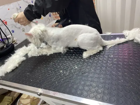 Özel Pendik pet kuaför fotoğraf 5