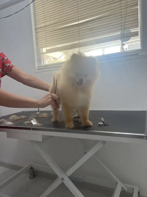 Cici Patiler Edirne Petshop & Pet Kuaför fotoğraf 2