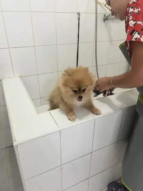 Cici Patiler Edirne Petshop & Pet Kuaför fotoğraf 3